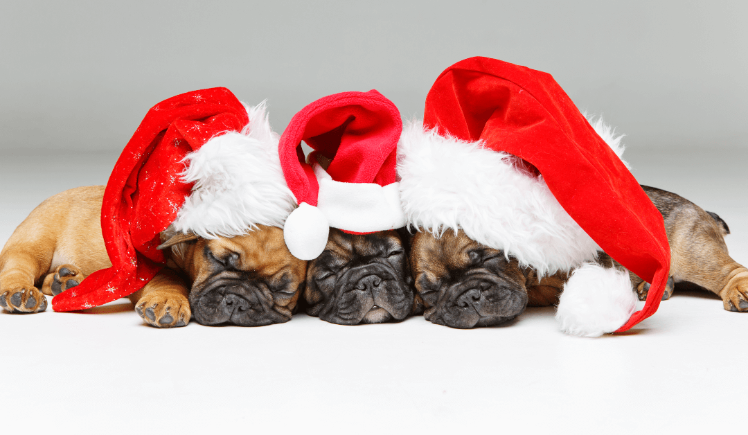 Want to Give a Puppy for Christmas? Here are Some Important Pointers from K9 Connection