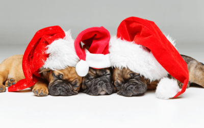 Want to Give a Puppy for Christmas? Here are Some Important Pointers from K9 Connection