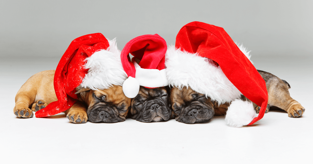 Puppy for Christmas: Important Pointers