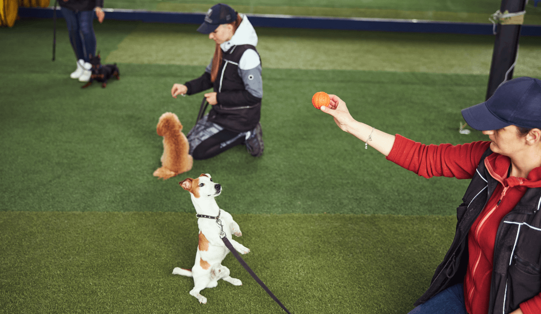 K9 Connection: The Best Puppy Trainers in Fort Worth & Dallas!