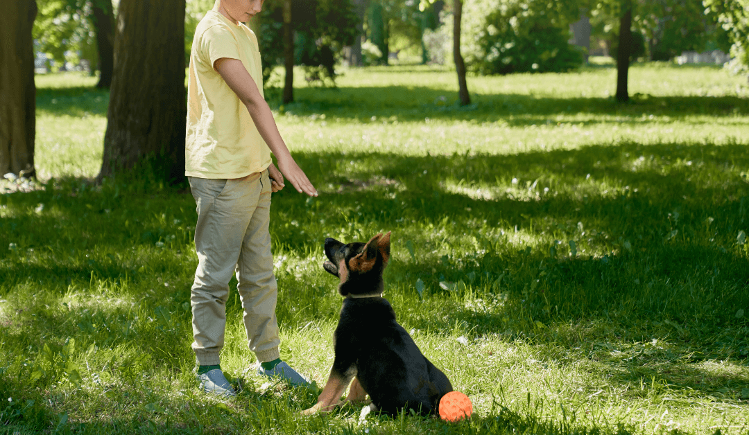Discover the Best Dog Training Services in Westover Hills, Texas
