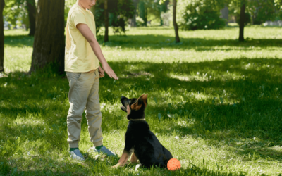 Discover the Best Dog Training Services in Westover Hills, Texas