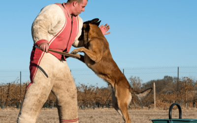 The Benefits of Hiring a Professional Dog Trainer in Dallas, Texas