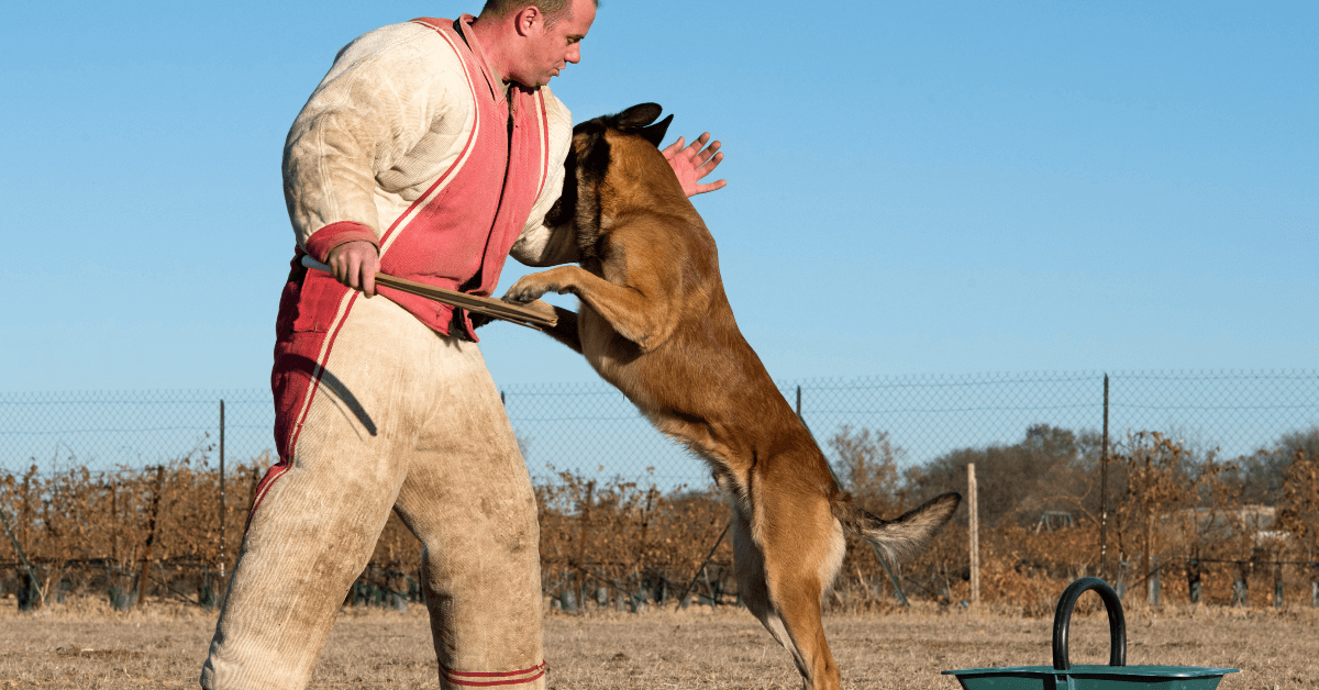 Professional Dog Trainer in Dallas
